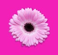 Pink gerbera with path Royalty Free Stock Photo