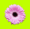 Pink gerbera with path Royalty Free Stock Photo