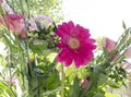 Pink gerbera between pink flowers against natural green background Royalty Free Stock Photo