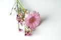 Pink gerbera