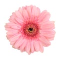 Pink gerbera  single flower  isolated macro Royalty Free Stock Photo