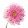 Pink gerbera single flower. Isolated onwhite studio macro Royalty Free Stock Photo