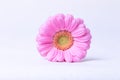 Pink gerbera on a white background with water drops.