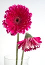 Pink Gerberas of Asteraceae family in transparent vase on white background Royalty Free Stock Photo