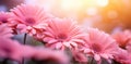 pink gerberas in the background with bokeh