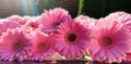 pink gerberas in the background with bokeh