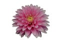 Pink Gergina Flower Close isolate on white background Royalty Free Stock Photo