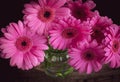 Pink Germini Flowers in a glass jam jar Royalty Free Stock Photo