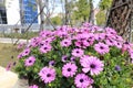 Pink gesang flowers Royalty Free Stock Photo