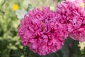 pink giant double poppy flower Royalty Free Stock Photo