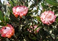 Pink giant or king protea flowering plant Royalty Free Stock Photo
