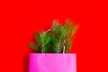 Pink gift bag with fresh green spruce branches sticking out of it on a red background. The concept of the New Year, Christmas, Royalty Free Stock Photo