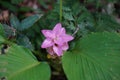 Pink ginger flower and foliage