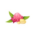 Pink ginger flower with green leaves and slices of root. Natural food. Organic and healthy product. Flat vector icon