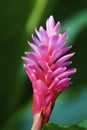 Pink Ginger 842365 Royalty Free Stock Photo