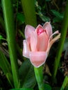 Pink ginger flower outdoors, tropical flora closeup. Blooming ginger plant. Beautiful pink flower in green tropical garden. Royalty Free Stock Photo