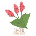 Pink ginger flowers. Botany. Asian herbs and spices. Illustration