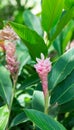 Pink ginger scientific name: Alpinia purpurata `Eileen Macdonald