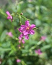 Pink ginseng flowers in garden