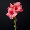 Lifelike Gladiolus Flower On Solid Background - Patricia Piccinini Style