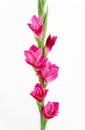Pink gladioli in china