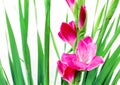 Pink gladioli in china