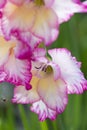 Pink gladiolus flower in closeup Royalty Free Stock Photo