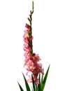 Pink gladiolus