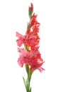 Pink gladiolus