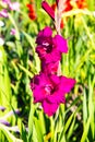 Pink gladiolus in the field, nature Royalty Free Stock Photo