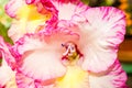Pink gladiolus flower close-up Royalty Free Stock Photo
