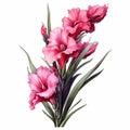 Pink Gladiolus Flower Digital Illustration: Realistic Yet Stylized Clipart