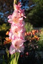 Pink gladiolus flower, freshly bloomed in the the sunshine