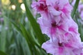 Pink gladiolus flower in the garden.Ornamental gardening concept.