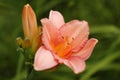 Pink gladiolus flower in the garden after the rain, decorative flowers, close-up outdoors