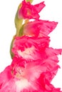 Pink gladiolus flower isolated on white background Royalty Free Stock Photo