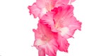 Pink gladiolus flower isolated on white background Royalty Free Stock Photo