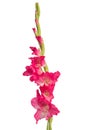 Pink gladiolus flower isolated on white background Royalty Free Stock Photo