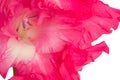 Pink gladiolus flower isolated on white background Royalty Free Stock Photo