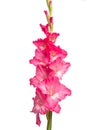 Pink gladiolus flower isolated on white background. Royalty Free Stock Photo
