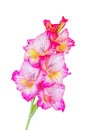 pink gladiolus flower isolated on white background close-up. Royalty Free Stock Photo