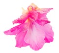 Gladiolus flower isolated on white digital painting Royalty Free Stock Photo