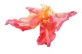 Gladiolus flower isolated on white digital painting Royalty Free Stock Photo