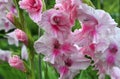 Pink gladiolus flowers in the garden.Blooming gladioli.