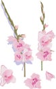 Pink gladiolus flowers illustration