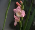 Pink Gladiolus flowers