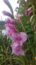 Pink Gladiolus, Sword Lily Blossoming near Lake on Cloudy Day.