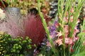 Pink gladiolus, sword lily, ornamental grasses, floristic composition.