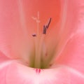 Pink gladiolus, Sword lily, partially opened flower spike Royalty Free Stock Photo