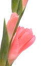 Pink gladiolus, Sword lily, partially opened flower spike Royalty Free Stock Photo